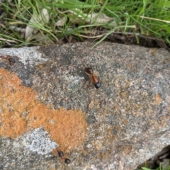 Camponotus nigriceps at West Wodonga, VIC - 23 Sep 2021 11:08 AM