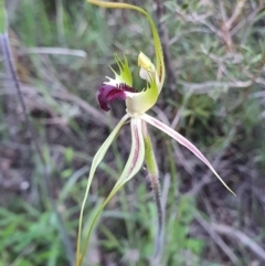 Caladenia atrovespa (Green-comb Spider Orchid) at Black Mountain - 23 Sep 2021 by shoko
