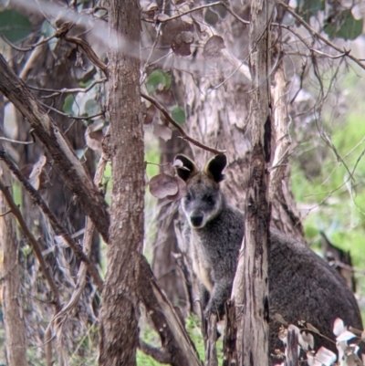 Wallabia bicolor (Swamp Wallaby) at Nail Can Hill - 23 Sep 2021 by Darcy