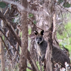 Wallabia bicolor (Swamp Wallaby) at Nail Can Hill - 23 Sep 2021 by Darcy