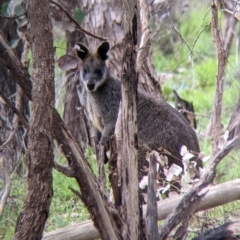 Wallabia bicolor at Hamilton Valley, NSW - 23 Sep 2021 10:00 AM