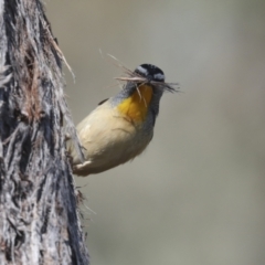 Pardalotus punctatus (Spotted Pardalote) at Bruce Ridge to Gossan Hill - 23 Sep 2021 by AlisonMilton