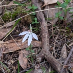 Caladenia fuscata (Dusky Fingers) at Albury - 23 Sep 2021 by Darcy