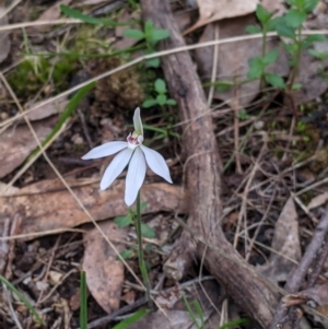 Caladenia fuscata at Hamilton Valley, NSW - 23 Sep 2021