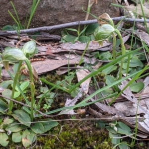 Pterostylis nutans at Splitters Creek, NSW - suppressed