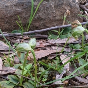 Pterostylis nutans at Splitters Creek, NSW - suppressed