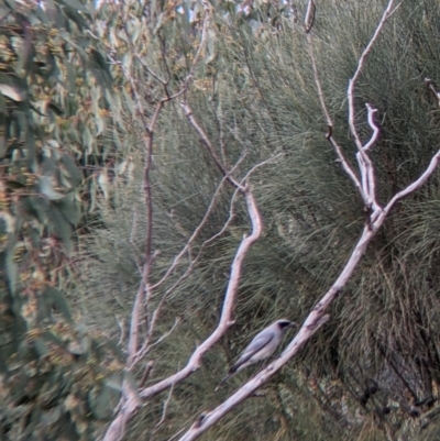 Coracina novaehollandiae (Black-faced Cuckooshrike) at Albury - 23 Sep 2021 by Darcy