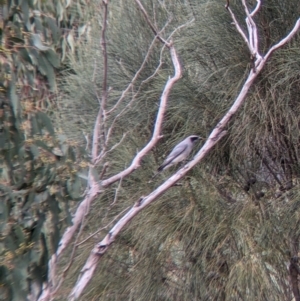 Coracina novaehollandiae at Splitters Creek, NSW - 23 Sep 2021