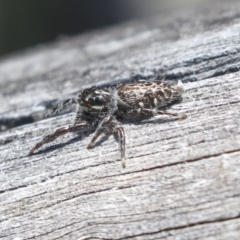 Sandalodes sp. (genus) (Unidentified Sandalodes) at Bruce, ACT - 23 Sep 2021 by AlisonMilton