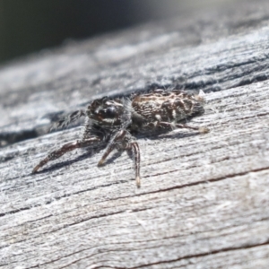 Sandalodes sp. (genus) at Bruce, ACT - 23 Sep 2021