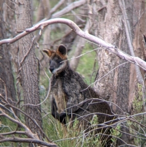 Wallabia bicolor at Splitters Creek, NSW - 23 Sep 2021