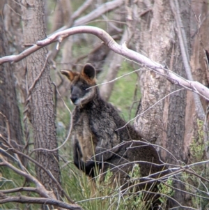 Wallabia bicolor at Splitters Creek, NSW - 23 Sep 2021 10:10 AM