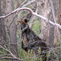Wallabia bicolor (Swamp Wallaby) at Splitters Creek, NSW - 23 Sep 2021 by Darcy