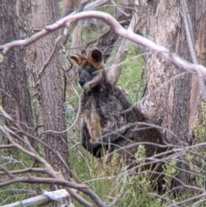 Wallabia bicolor at Splitters Creek, NSW - 23 Sep 2021 10:10 AM