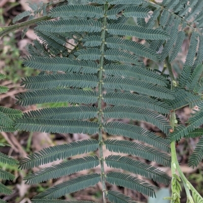 Acacia dealbata subsp. dealbata (Silver Wattle) at Albury - 23 Sep 2021 by Darcy