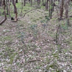 Acacia dealbata subsp. dealbata at Splitters Creek, NSW - 23 Sep 2021