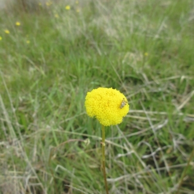 Craspedia variabilis (Common Billy Buttons) at Holt, ACT - 23 Sep 2021 by sangio7