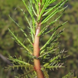 Myriophyllum crispatum at Dunlop, ACT - 23 Sep 2021