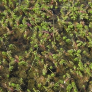 Myriophyllum crispatum at Dunlop, ACT - 23 Sep 2021