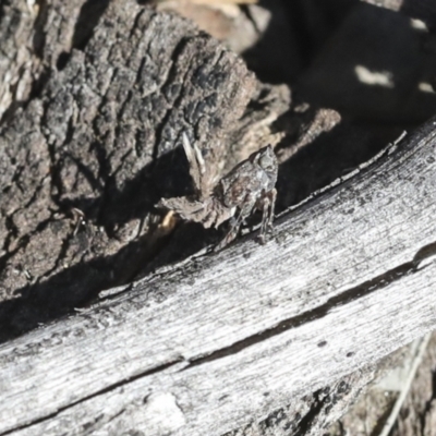 Platybrachys sp. (genus) (A gum hopper) at Bruce Ridge to Gossan Hill - 23 Sep 2021 by AlisonMilton