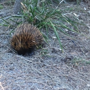 Tachyglossus aculeatus at Evans Head, NSW - 23 Sep 2021