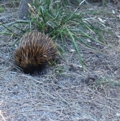 Tachyglossus aculeatus (Short-beaked Echidna) at Evans Head, NSW - 23 Sep 2021 by Claw055