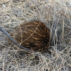 Tachyglossus aculeatus at Evans Head, NSW - 23 Sep 2021 04:59 PM