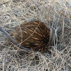 Tachyglossus aculeatus at Evans Head, NSW - 23 Sep 2021