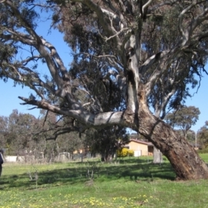 Eucalyptus blakelyi at Dunlop Grasslands - 23 Sep 2021