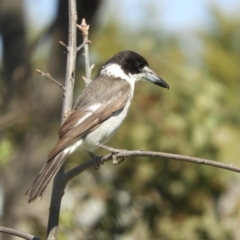 Cracticus torquatus (Grey Butcherbird) at Murrumbateman, NSW - 23 Sep 2021 by SimoneC