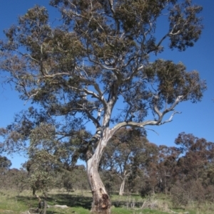 Eucalyptus blakelyi at Fraser, ACT - 23 Sep 2021