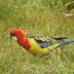 Platycercus eximius (Eastern Rosella) at Murrumbateman, NSW - 23 Sep 2021 by SimoneC