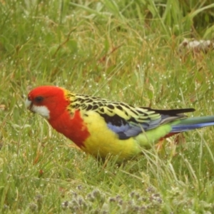 Platycercus eximius at Murrumbateman, NSW - 23 Sep 2021