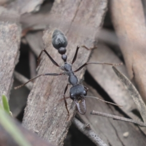 Myrmecia pyriformis at Bruce, ACT - 23 Sep 2021