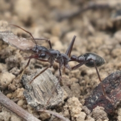 Myrmecia pyriformis at Bruce, ACT - 23 Sep 2021