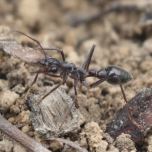 Myrmecia pyriformis at Bruce, ACT - 23 Sep 2021 11:35 AM