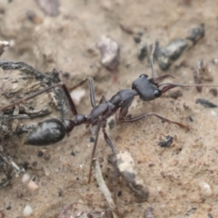 Myrmecia pyriformis at Bruce, ACT - 23 Sep 2021