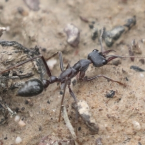 Myrmecia pyriformis at Bruce, ACT - 23 Sep 2021