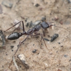 Myrmecia pyriformis at Bruce, ACT - 23 Sep 2021