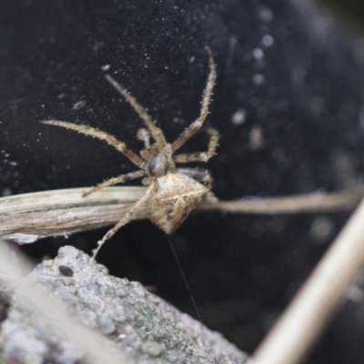Araneinae (subfamily) (Orb weaver) at Higgins, ACT - 12 Sep 2021 by AlisonMilton