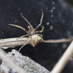 Araneinae (subfamily) (Orb weaver) at Higgins, ACT - 12 Sep 2021 by AlisonMilton