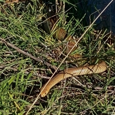 Pseudonaja textilis (Eastern Brown Snake) at Gungaderra Grasslands - 23 Sep 2021 by Intineratingfamily