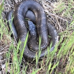 Notechis scutatus (Tiger Snake) at Albury - 23 Sep 2021 by DamianMichael