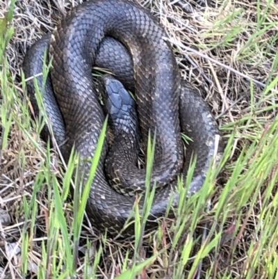 Notechis scutatus (Tiger Snake) at Charles Sturt University - 23 Sep 2021 by DamianMichael