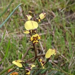 Diuris pardina (Leopard Doubletail) at Nail Can Hill - 23 Sep 2021 by Darcy