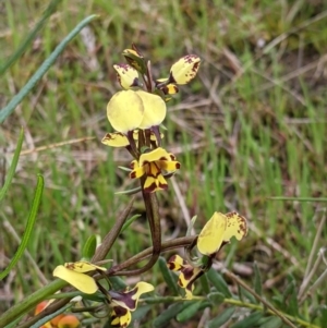 Diuris pardina at Splitters Creek, NSW - 23 Sep 2021