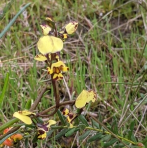 Diuris pardina at Splitters Creek, NSW - 23 Sep 2021