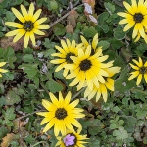 Arctotheca calendula at Hamilton Valley, NSW - 23 Sep 2021 10:38 AM