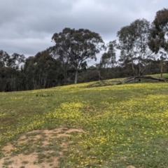 Arctotheca calendula at Hamilton Valley, NSW - 23 Sep 2021