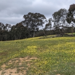 Arctotheca calendula at Hamilton Valley, NSW - 23 Sep 2021 10:38 AM